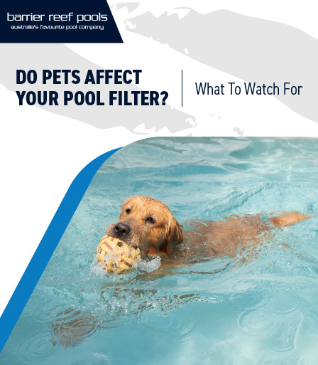 do pets affect your pool filter? What to watch for