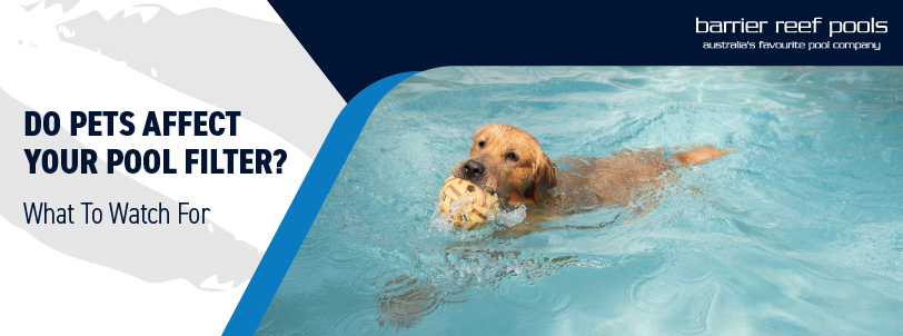 do pets affect your pool filter? What to watch for BANNER