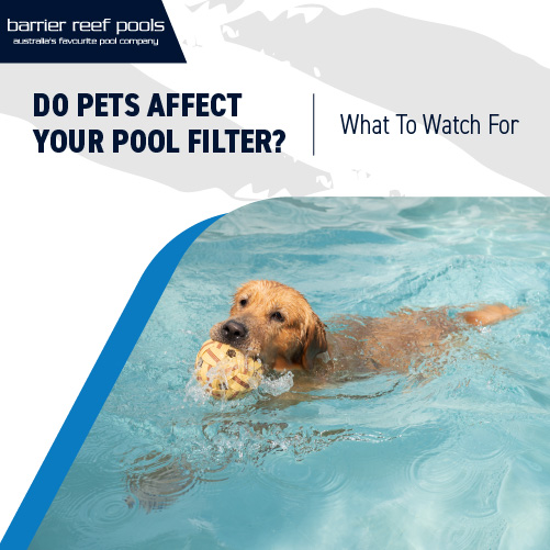 do pets affect your pool filter? What to watch for Featured Image