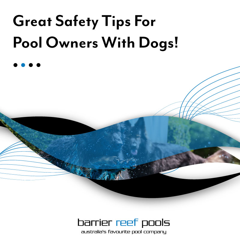 great-safety-tips-for-pool-owners-with-dogs-feature
