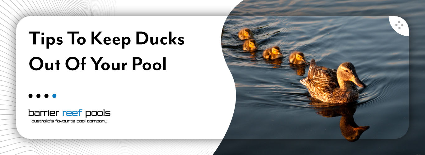 How to Keep Ducks Out of a Pool: Effective Strategies Revealed