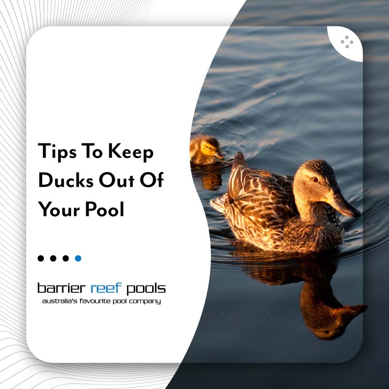 tips-to-keep-ducks-out-of-your-pool
